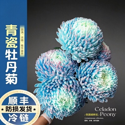 丰岛青花瓷牡丹菊新切花基地直发