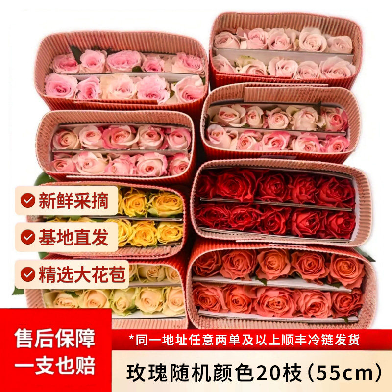大花苞饱满花型真花云南基地直发图片