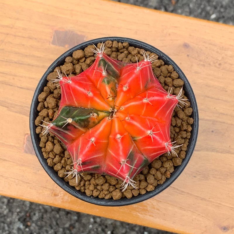 植觉动物 牡丹锦仙人球新手易养宿舍办公桌面迷你多肉植物小盆栽