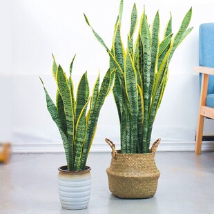 金边虎皮兰植物 室内 大型大叶办公室植物高矮虎尾兰盆栽四季好养