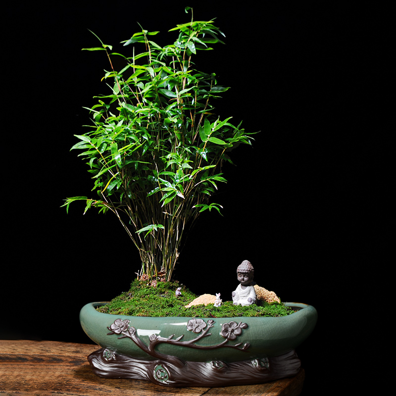 哥窑花盆大口径拼盘盆景盆造景组合盆栽客厅微景观青苔文竹菖蒲盆