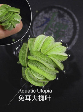 兔耳萍槐叶萍浮萍水草水生植物水培鱼缸造景净水植物除N03一叶莲