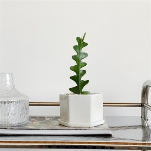 苏太植物 稀有植物绿植 鱼骨令箭昙花 奇特趣味桌面小盆栽