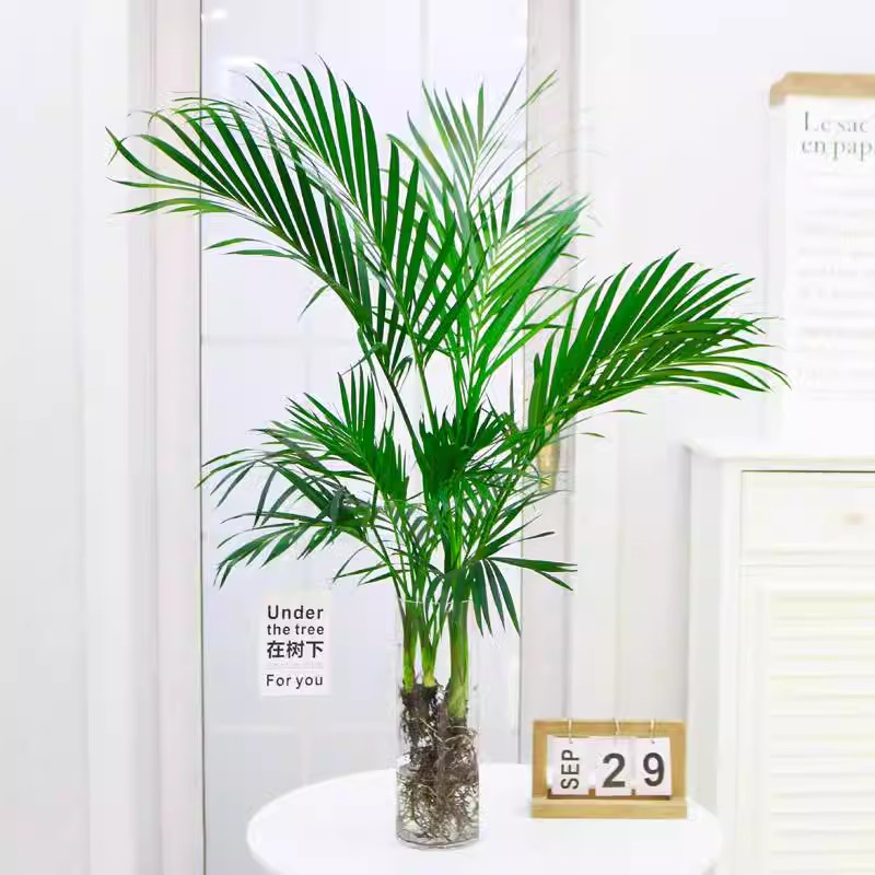 水培绿植凤尾竹大型散尾葵室内盆栽养净化空气富贵椰子植物花卉
