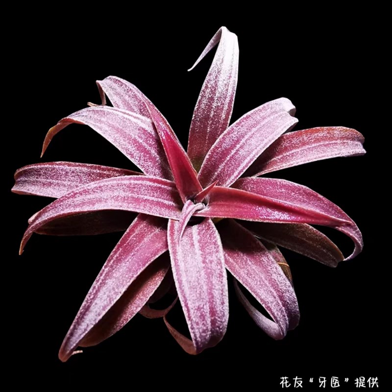戴维斯香槟空气凤梨无土植物v易发色红叶霜感桌面盆景懒人好养绿