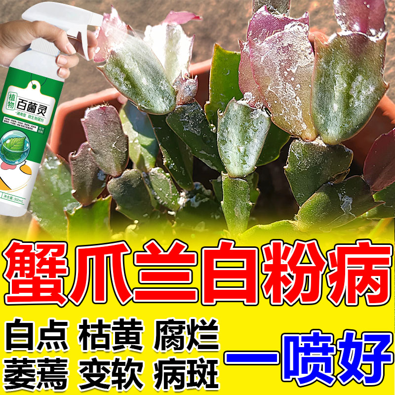 蟹爪兰营养液花卉白粉病药肥植物叶子发黄枯烂根菌立清剂