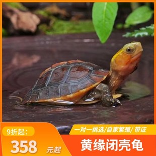 黄缘龟幼龟c安缘龟苗闭壳观赏宠物乌龟活体网红龟黄可挑选带证浙