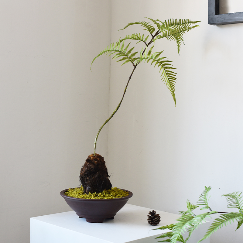 新中式蕨类盆景仿真金丝猴阙x花艺猴头蕨绿植盆栽植物禅意茶桌摆