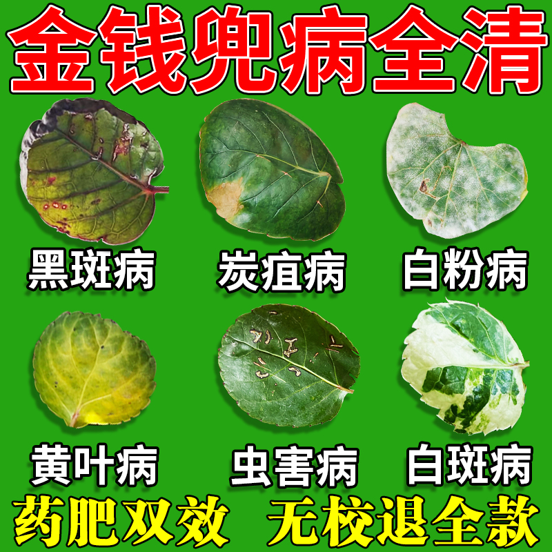 金钱兜病害清专用菌立清