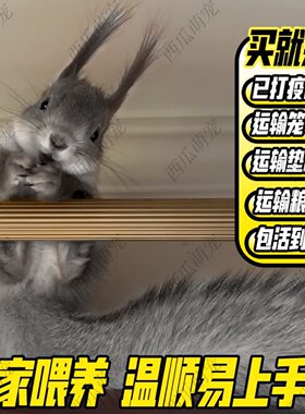 魔王松鼠黄山幼儿宠物活物儿童幼崽亲人好养包上手玩偶红腹花栗鼠