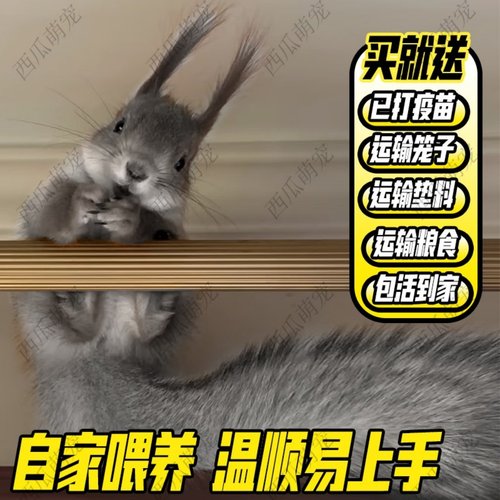 魔王松鼠黄山幼儿宠物活物儿童幼崽亲人好养包上手玩偶红腹花栗鼠