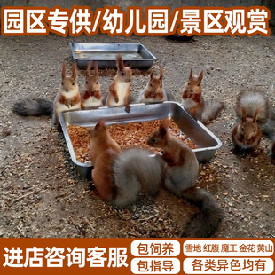 成体红腹松鼠魔王金花雪地宠物活体园区幼儿园景区专供包健康包邮