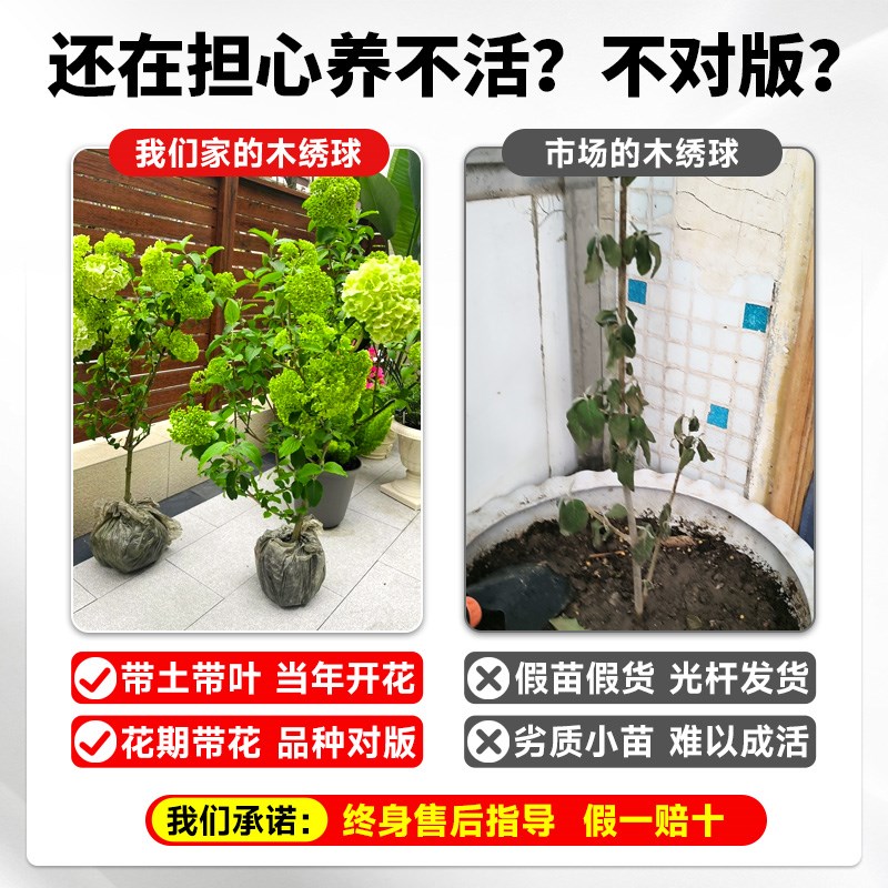 中华木绣球树苗大花斗球苗老桩白麻球庭院别墅木本风景树无尽夏花