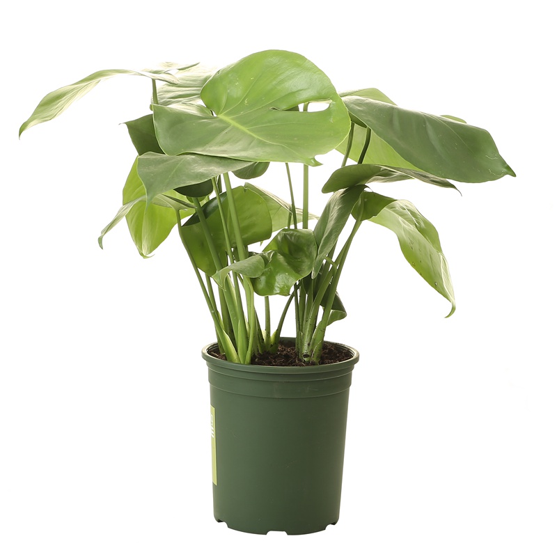 龟背竹植物室内大叶大型客厅盆栽北欧风绿植花卉盆景龟背叶易活