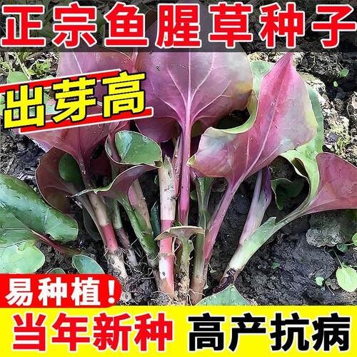 正宗鱼腥草种子折耳根种