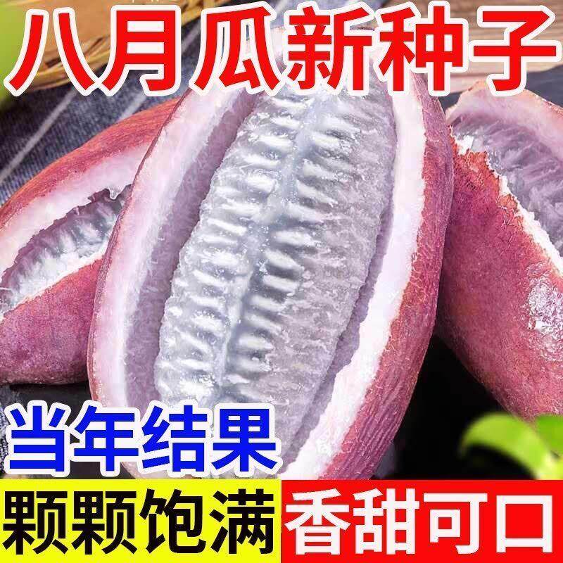 八月瓜种子春秋冬季庭院种植爬藤植物吃水果八月瓜八月炸腰果