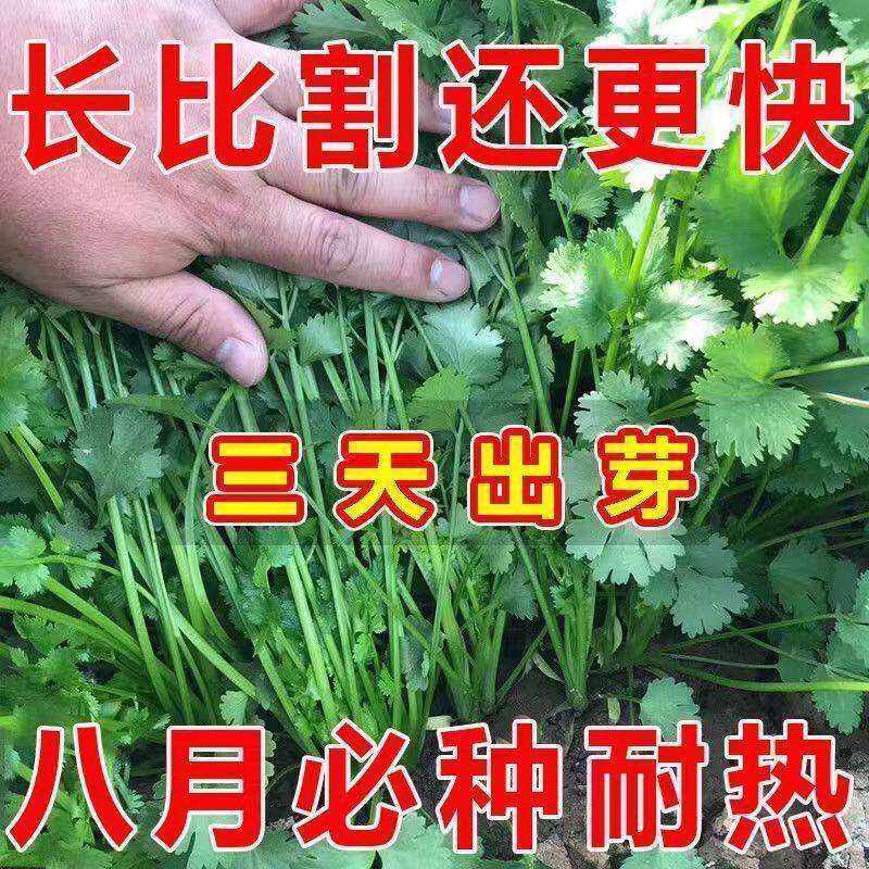 香菜种子老品种耐寒大叶小叶菠菜大白菜萝卜籽种四季蔬菜种孑大全