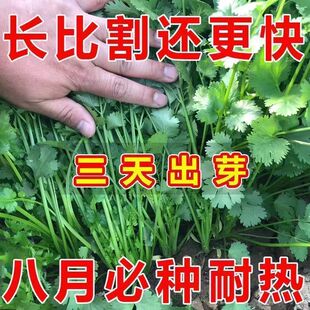 香菜种子老品种耐寒大叶小叶菠菜大白菜萝卜籽种四季蔬菜种孑大全