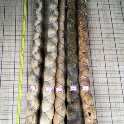 龟甲竹 8公分竹材 原材料 w人面竹 异性竹 变异竹 竹杆 茶匙 茶荷