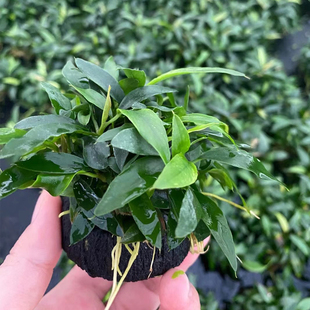 瓦里斯榕小坨草缸鱼缸造景水草场直发懒人水培增氧淡水草阴性植物