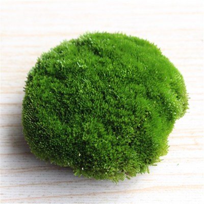 新品鲜活朵朵苔藓新鲜多种上水石植物假山草吸水石青盆景花盆铺面