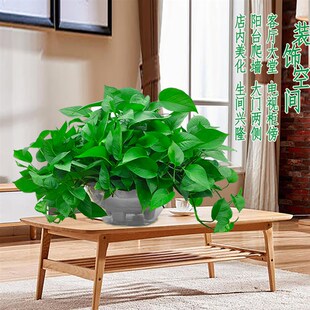 绿萝长藤除甲醛垂吊水培大盆栽客厅室内植物爬墙大叶款 吸甲醛绿箩