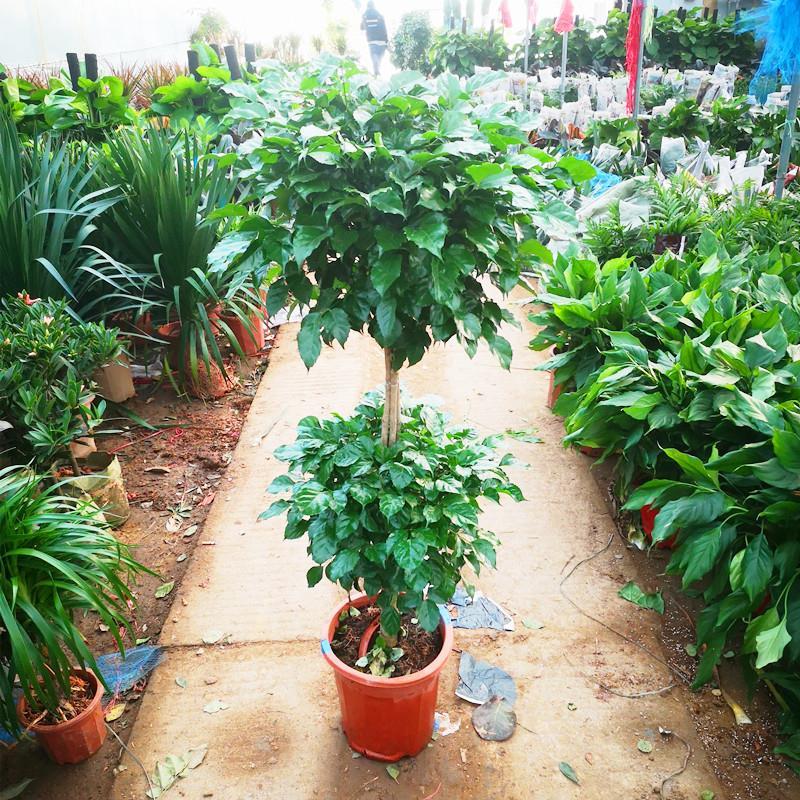 绿宝老桩幸福树苗平安发财树盆栽客厅室内四季常绿桌面绿植盆景