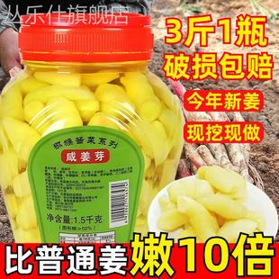 姜嫩芽泡姜嫩姜四川枸杞泡姜嫩姜牙生姜嫩芽无蔗糖新鲜生姜腌制