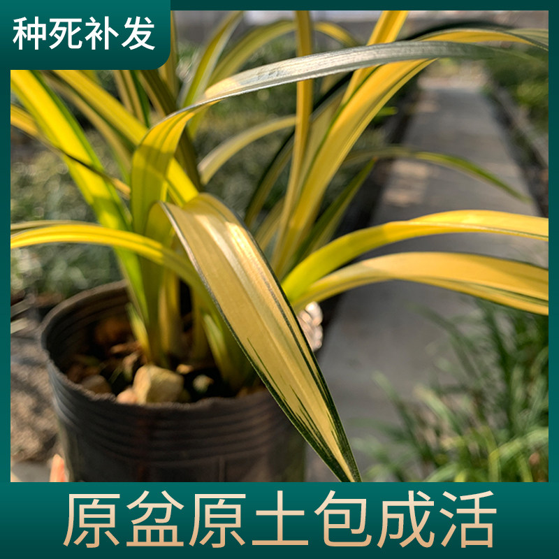 翁源兰花(兰博h会特金奖)墨兰铭品中透线艺名贵兰草兰阳之松盆栽