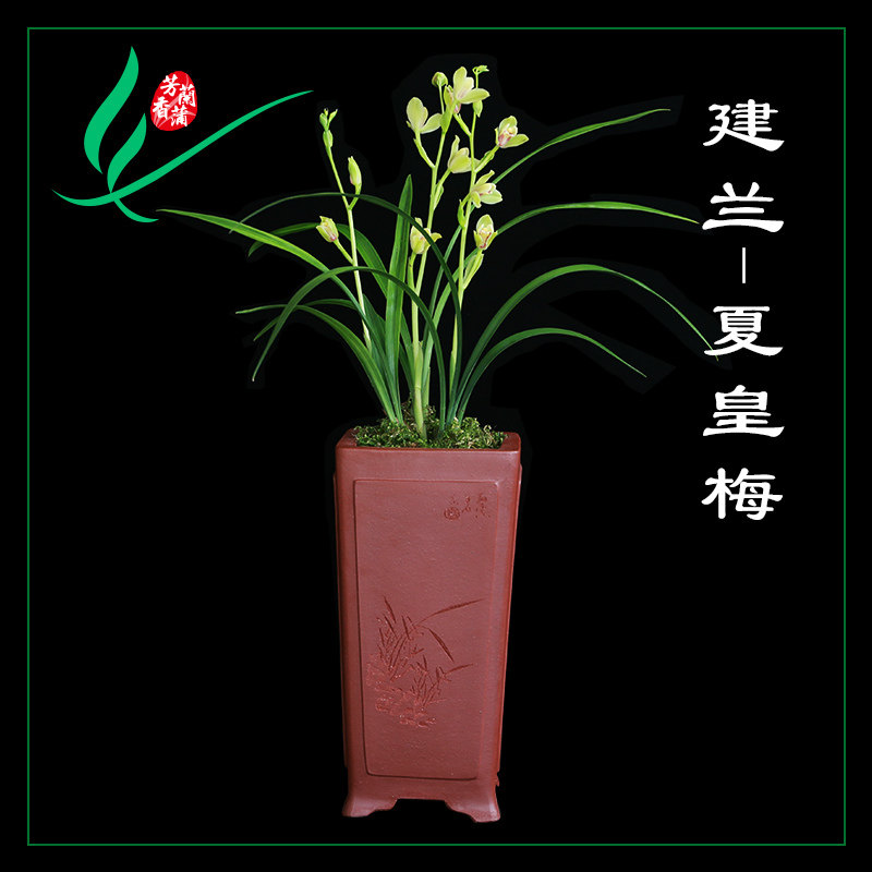 建兰兰花四季夏皇梅浓香s花卉景栽盆土绿植带草植物名贵苗花苞室
