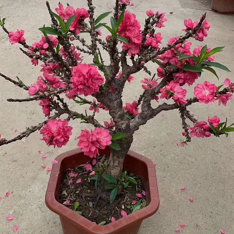 桃花树盆栽四季桃l花重瓣阳台庭院南北方种植真实桃花特色花卉好