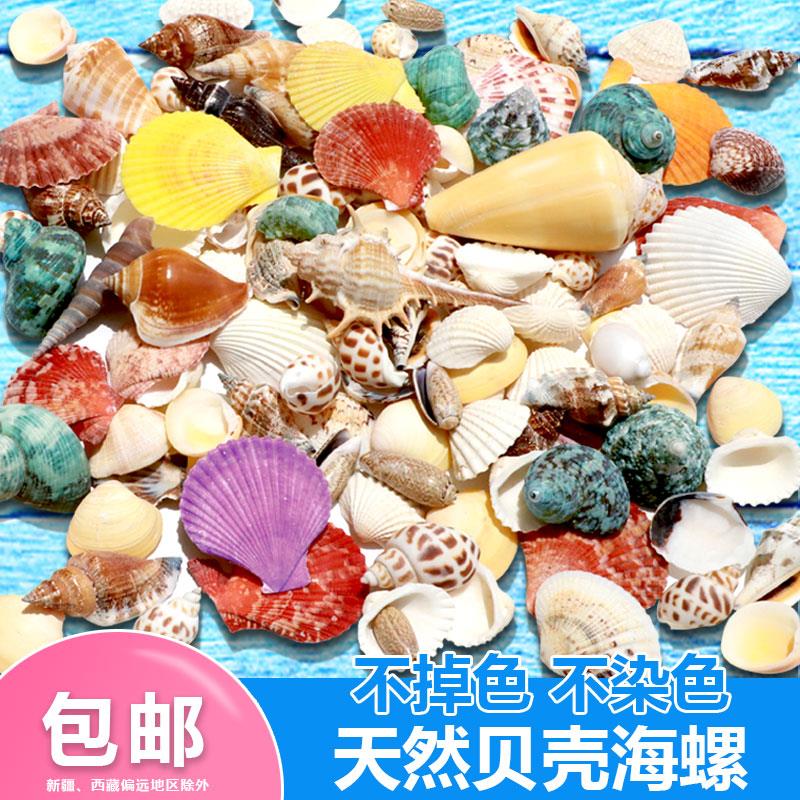 天然贝壳海螺鱼缸造景装