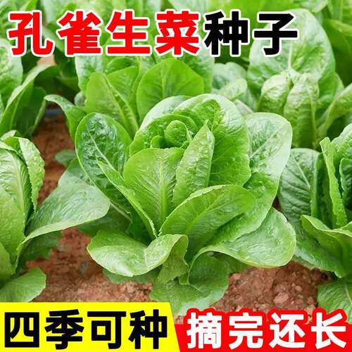 【四季可种】孔雀菜种子