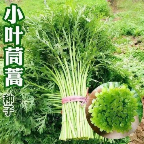小叶茼蒿种子种籽光杆秆