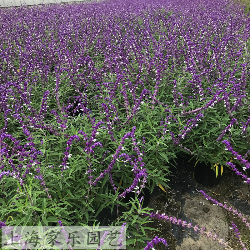 林荫鼠尾草墨西哥鼠尾草盆栽带花大苗多年生阳台庭院花镜植物耐热