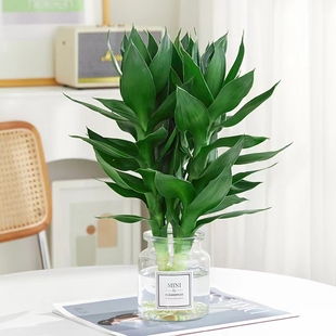 观音竹富贵竹水培植物带根花卉绿植绿萝室内盆栽转运竹带花瓶好养