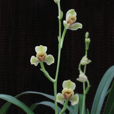 红一品四季兰,浙江兰农翠花家勤苗勤花,花香,小草型建兰