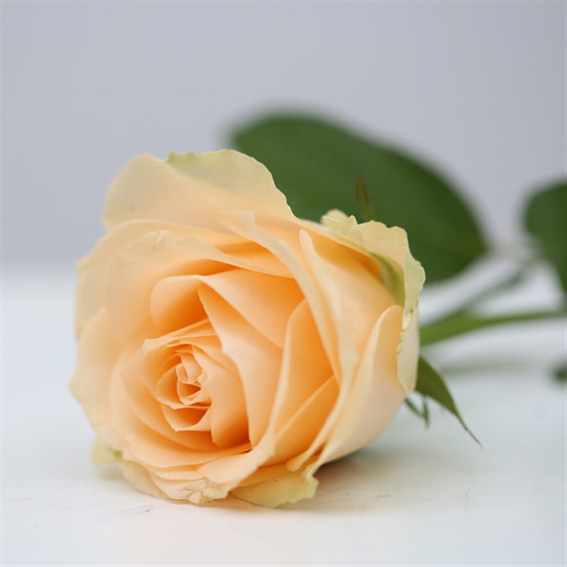 蜜桃雪山玫瑰花苗阳台大花浓香月季四季开花香槟色切花玫瑰花盆栽