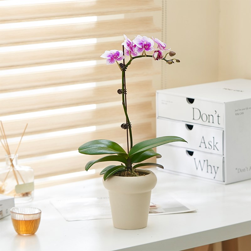 乐可植物 粉色蝴蝶兰室内花卉绿植盆栽年宵花带花苞乔迁开业送礼
