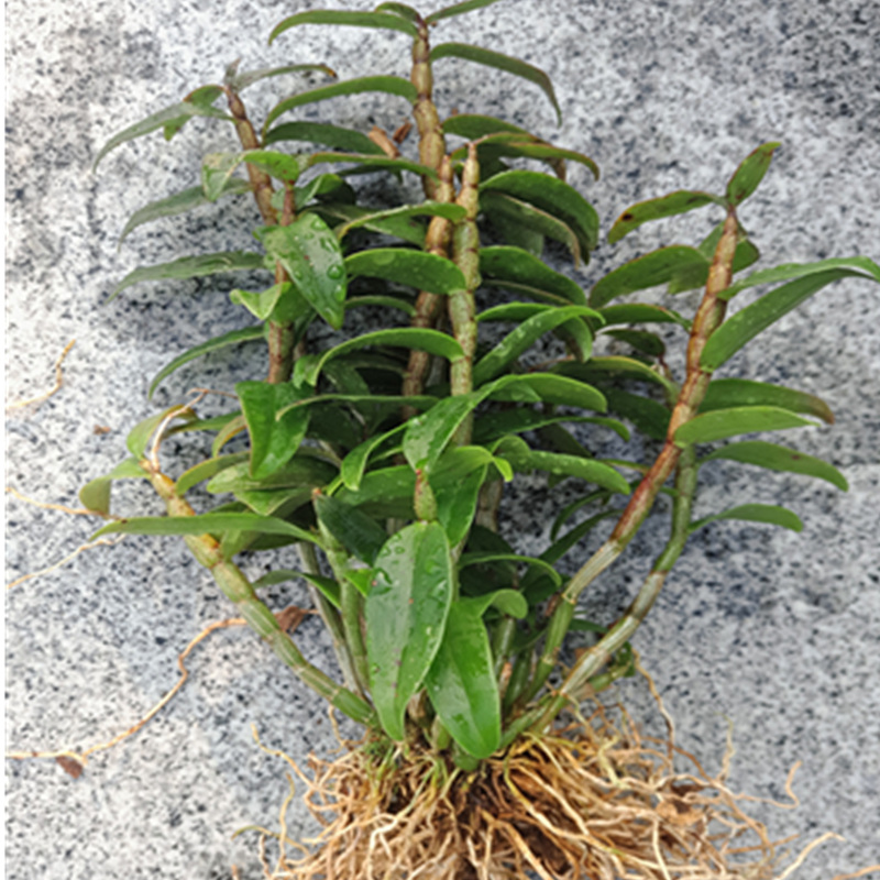 正宗铁皮石斛苗种苗红杆驯化苗雁荡山鲜条苗绿植木桩盆栽吊兰包邮