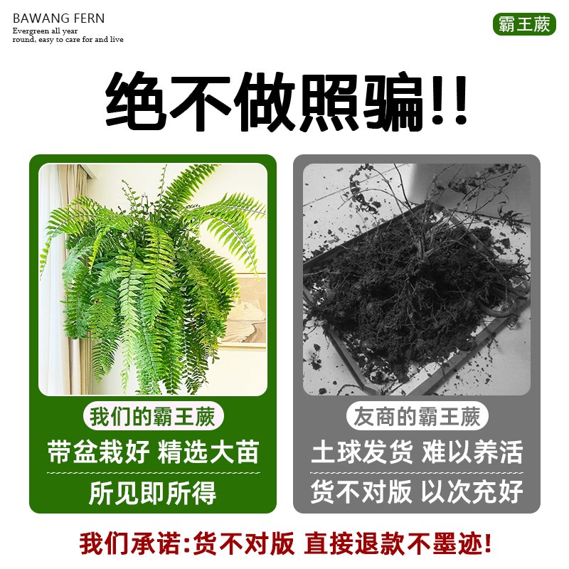 霸王蕨盆栽波斯顿大盆长藤叶垂吊肾蕨客厅室内雨林绿植蕨类天花板