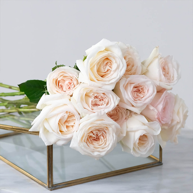 天狼月季 白哈娜 月季玫瑰 多季大花杂交茶香月季