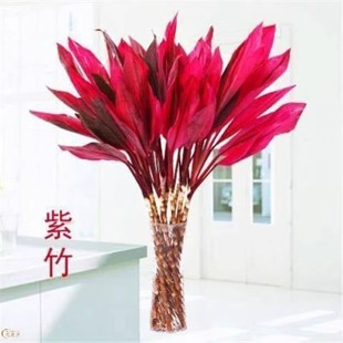 富贵竹水培植物转运开运竹花卉绿植盆栽绿萝室内花客厅水养节节高