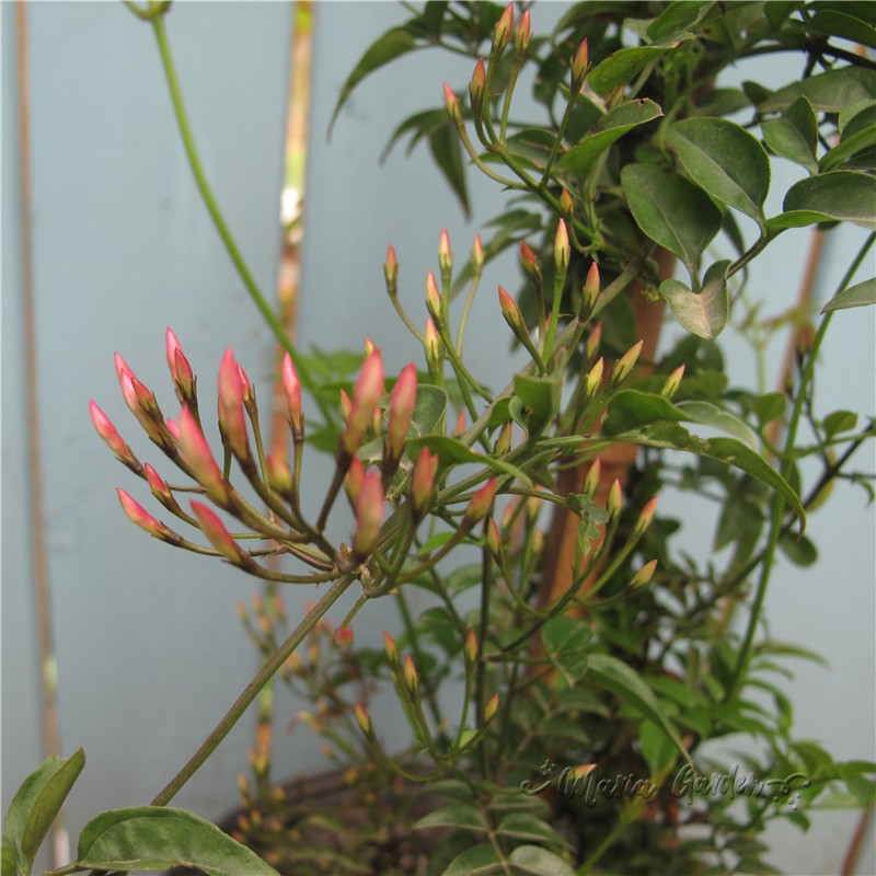 多花素馨花苗花卉藤本植物多年生攀援爬藤蔓四季常绿阳台庭院新款