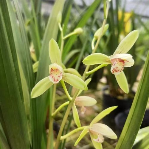 【大青】带花苞开花超级香四季建兰花室内室外好养易活兰花绿植