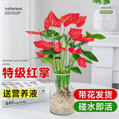 水培红掌白掌大盆栽带花绿植室内办公室桌面大叶粉掌植物水养花卉