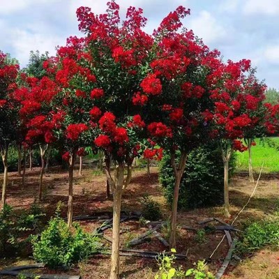 红紫薇树苗庭院花卉大苗植物室外红紫薇花苗别墅绿化盆栽四季开花
