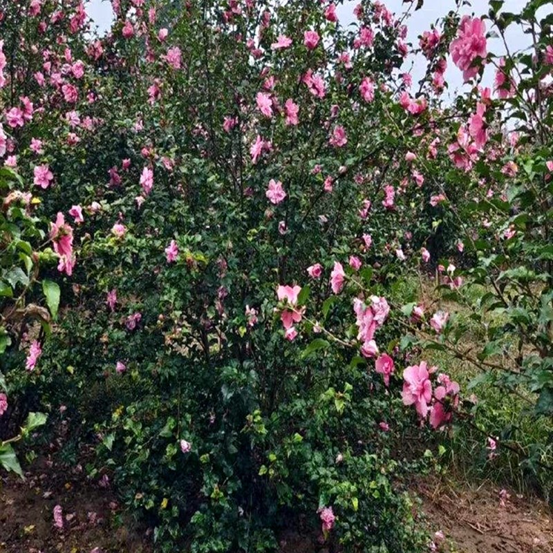 木槿花苗盆栽木槿树苗重瓣室内室外庭院耐寒耐阴植物工程绿化苗木