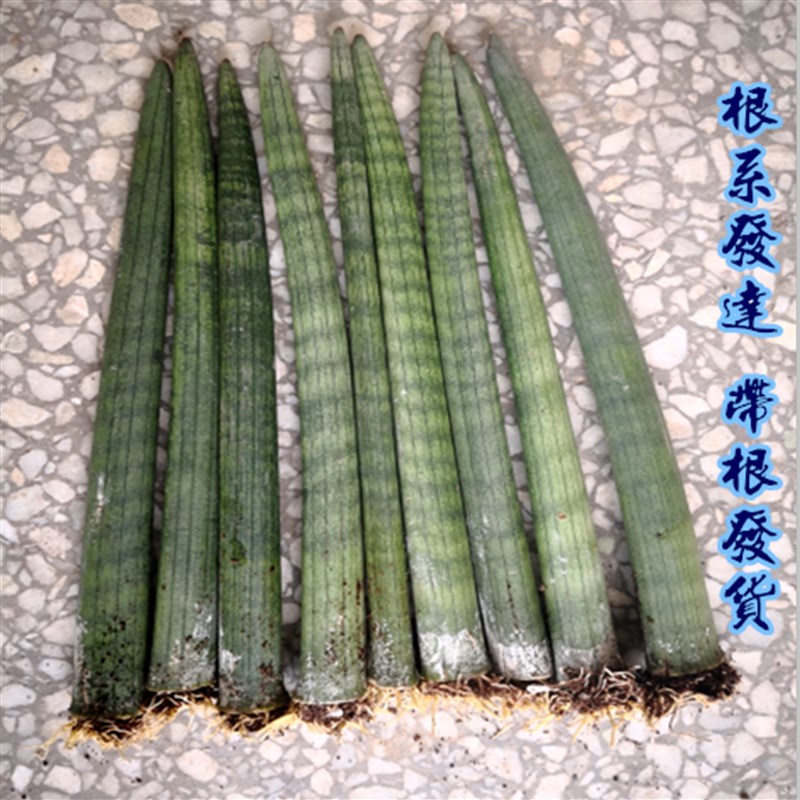 虎皮兰绿植 棒叶虎尾兰 白玉虎皮兰包邮 虎皮兰植物绿植室内盆栽