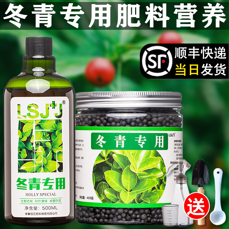 冬青树专用肥北美冬青营养液肥料冻青营养液四季喷叶铁冬青有机肥